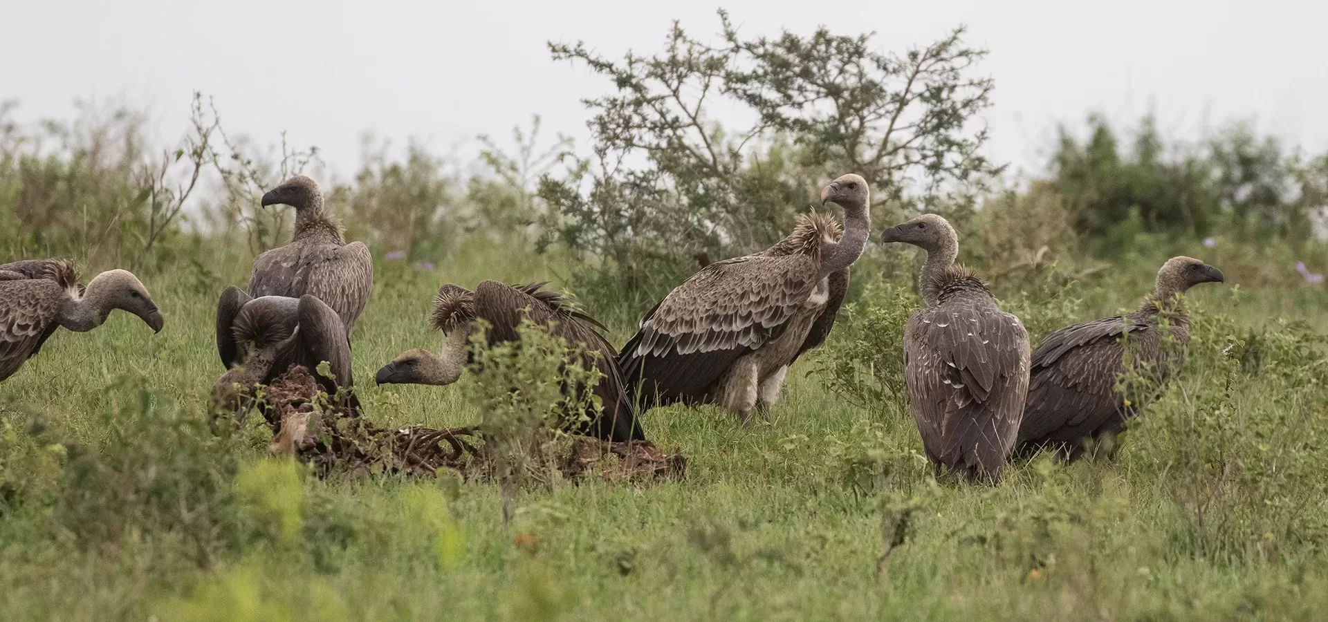 Birdwatching In Uganda Bird Uganda Safaris