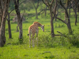 {{brizy_dc_image_alt entityId=