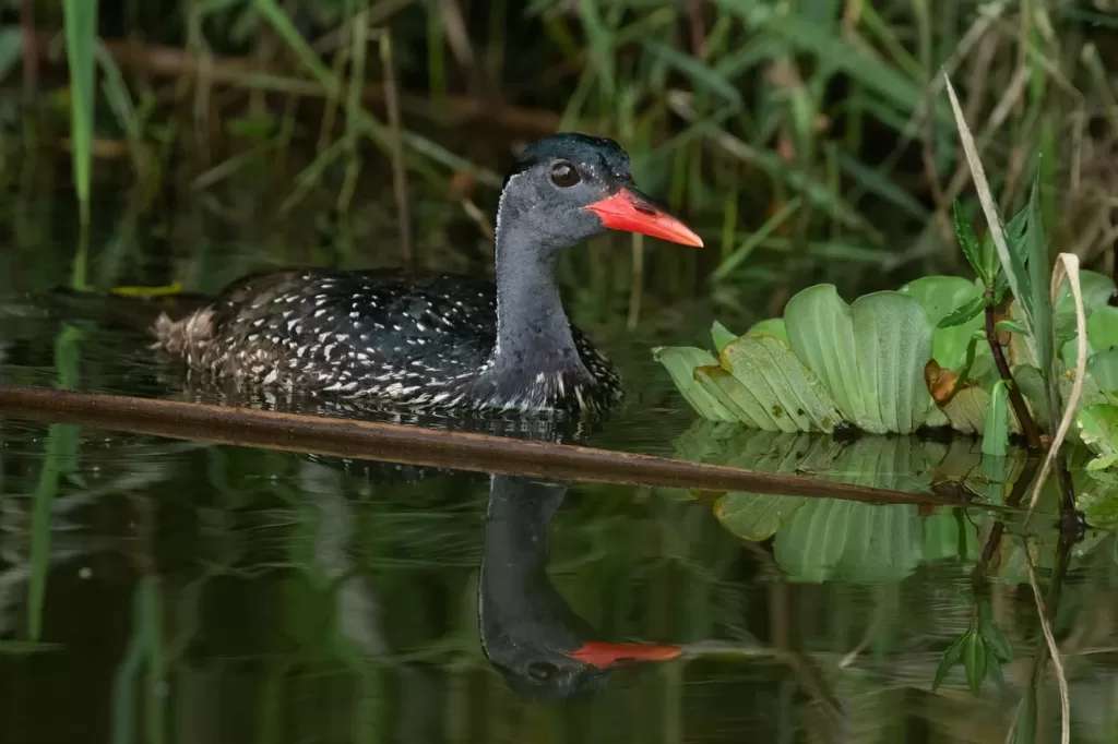 Uganda Birding in Lake Mburo