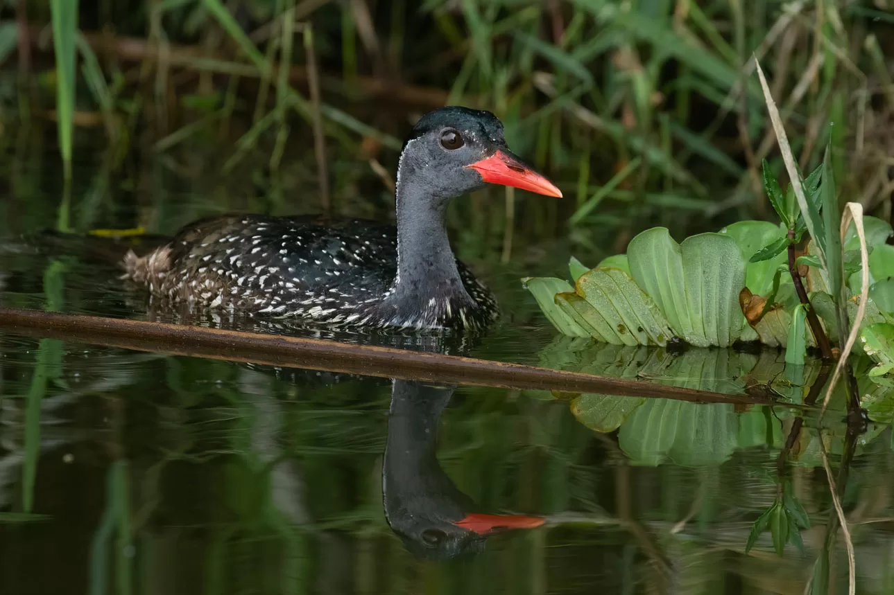 Uganda Birding Trips