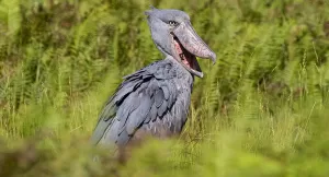 Best of Uganda Birding Safari