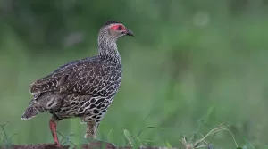 Uganda Birding in Kidepo