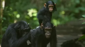 Uganda Birding and Chimpanzee Trekking