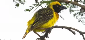 Uganda Birding Tours