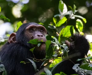 Uganda Primates Safaris
