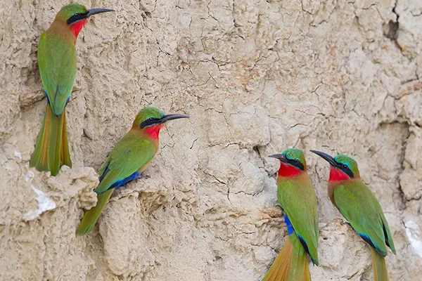 Uganda Safari Taught Me About Birding Back Home