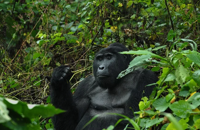 Uganda Primate Safari Tour