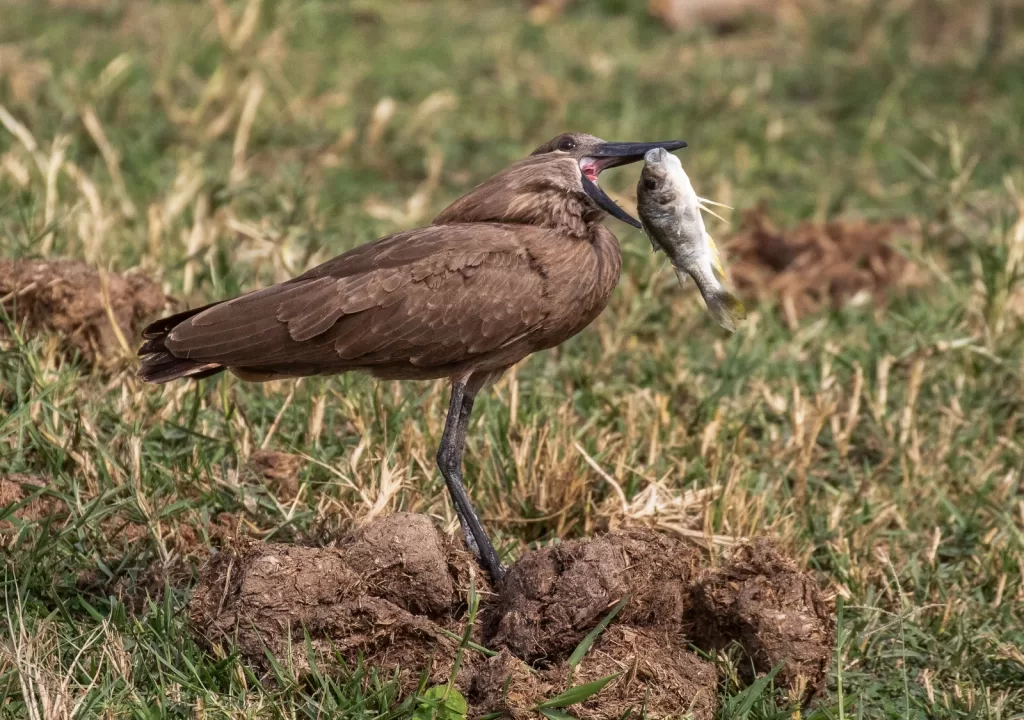 Birds of Uganda