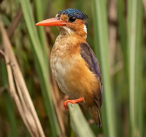 Uganda Birding Safaris