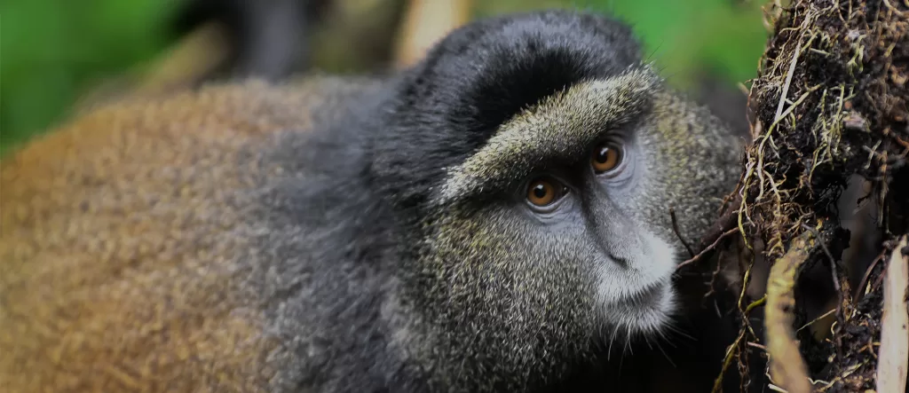 Uganda Primate Safari Tour