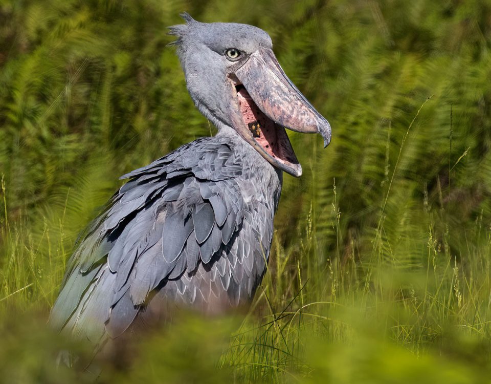 Contact Bird Uganda Safaris