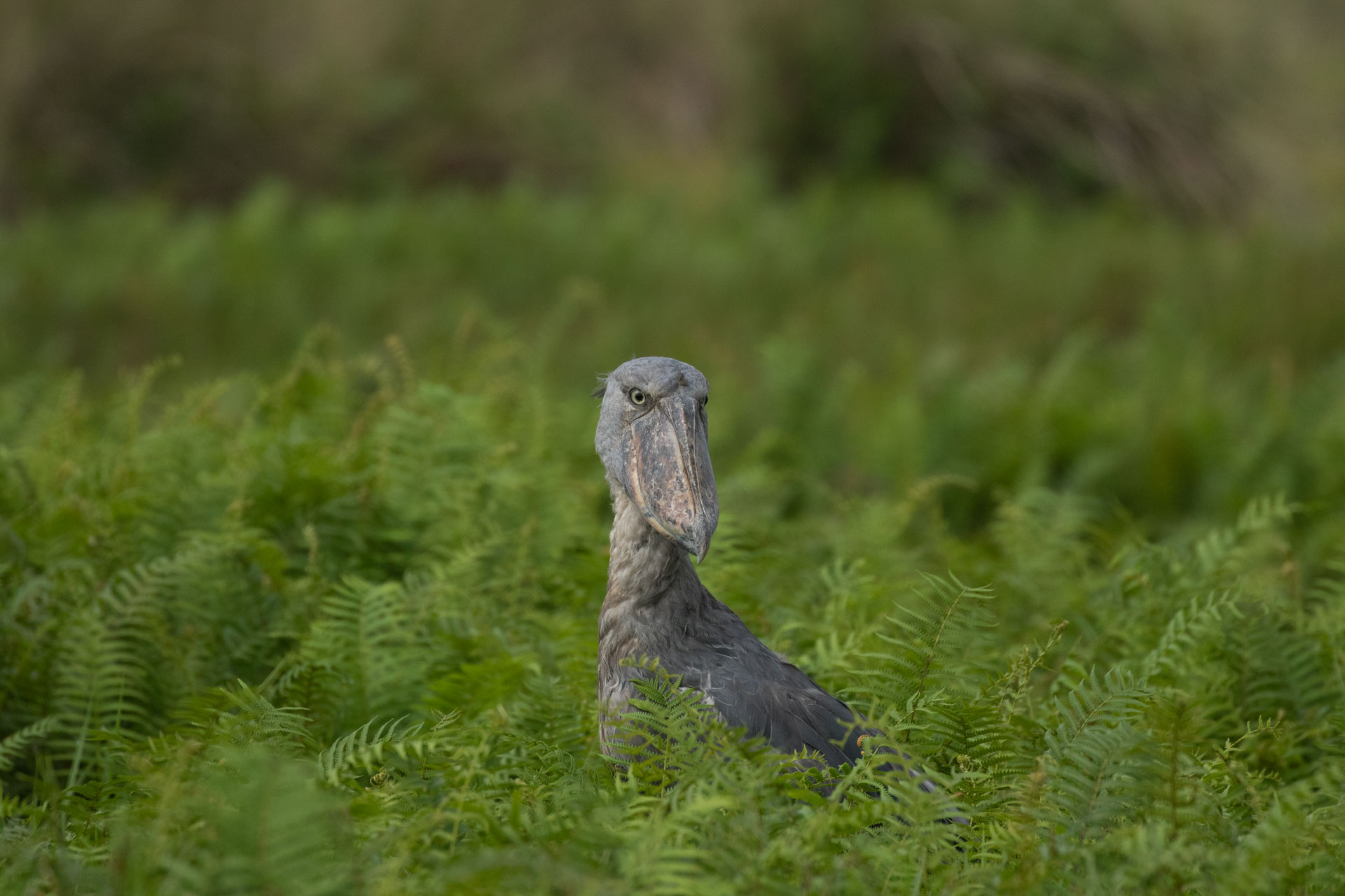 Uganda birding Safaris