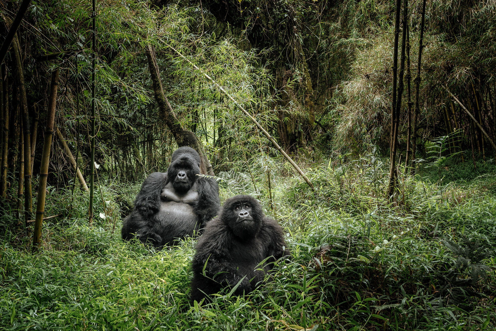 Mountain gorilla in Bwindi Impenetrable Forest during Uganda primate safari tour