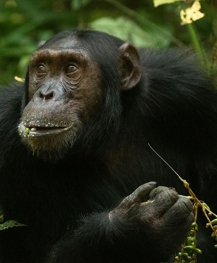 Chimpanzee habituation