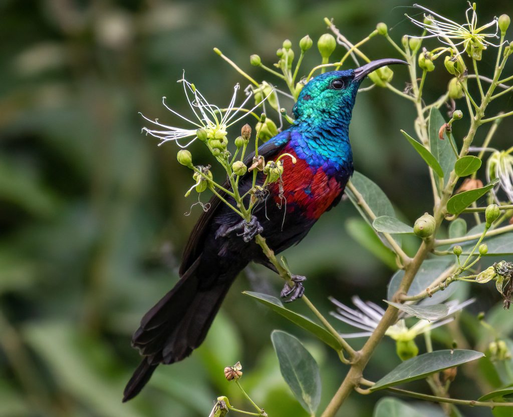 Unforgettable Birding Experience