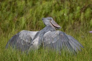 Uganda Birding Safaris