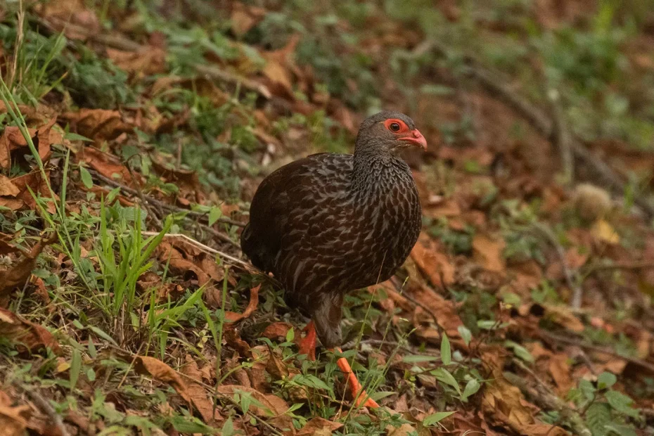 Albertine Rift endemics