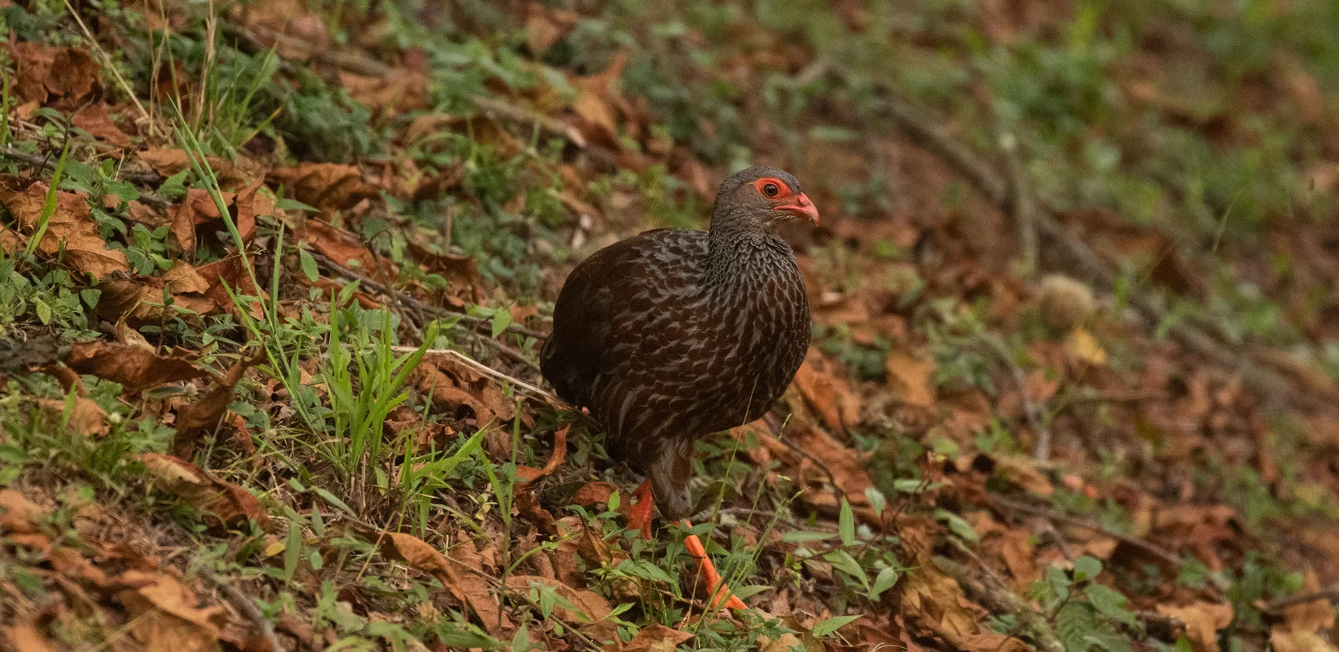 Albertine Rift endemics