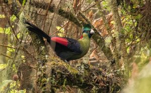 Birding in Rwenzori Mountains