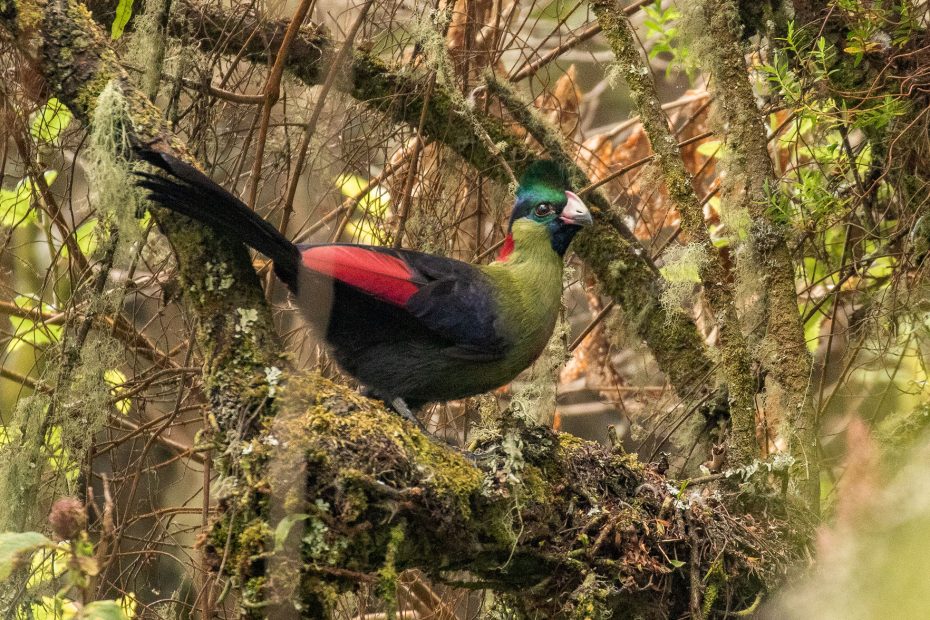 Birding in Rwenzori Mountains