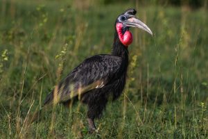 Guide to Uganda Birding Safaris