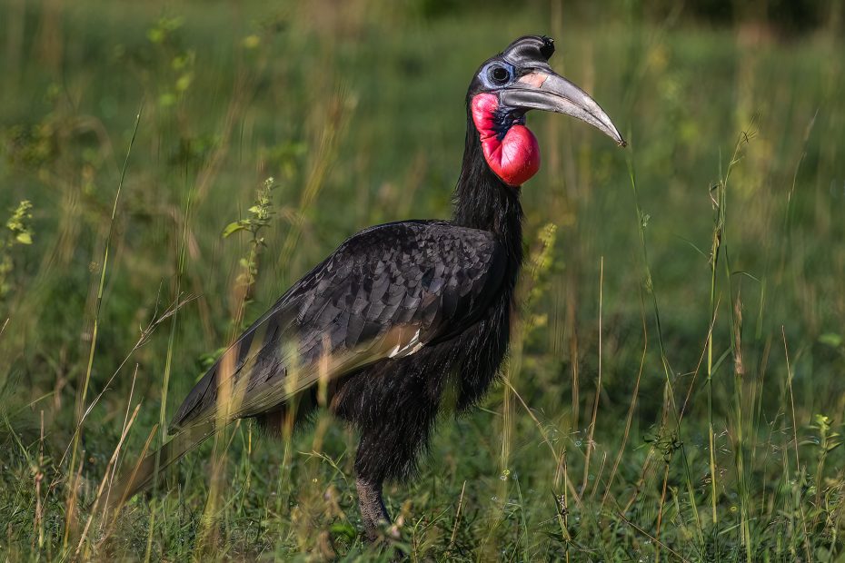 Guide to Uganda Birding Safaris