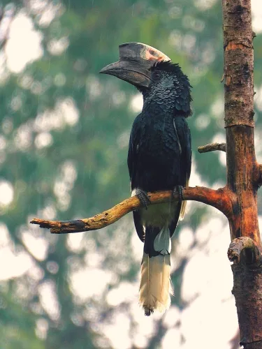 A black and white casquered hornbill