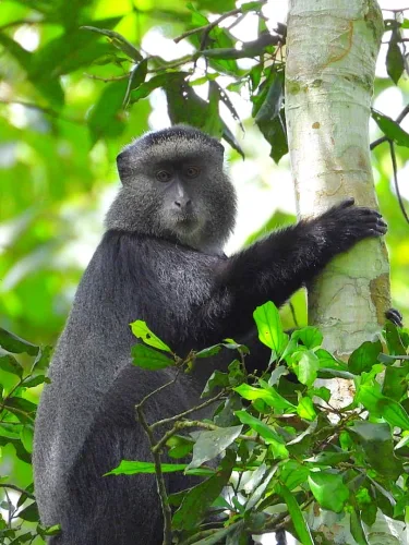 A blue monkey in Kibale Forest