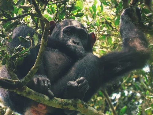 A chimpanzee in Kibale Forest