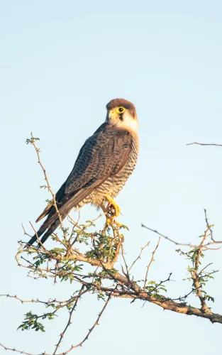 A falcon in Murchison Falls National Park