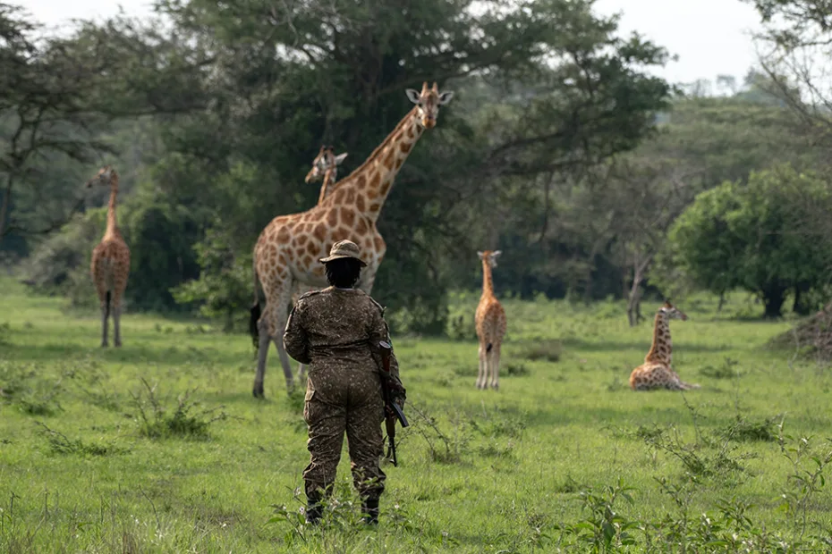 A female ranger monitoring giraffes in Lake Mburo National Park