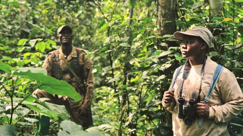 A guide and a ranger escorting tourists on a gorilla trek