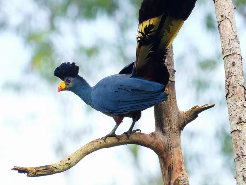 A great blue turaco in Kibale Forest