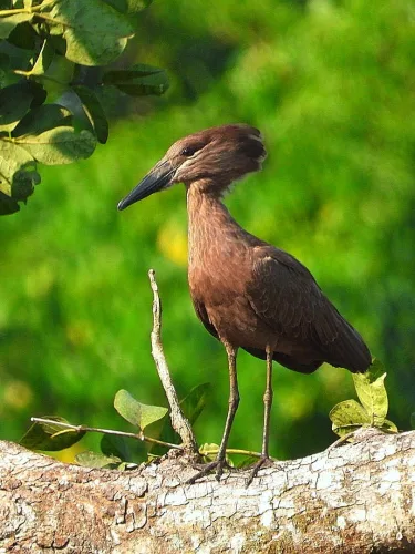 A hammerkop in Kibale Forest