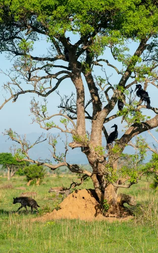 A pack of hyenas and a family of Abysinian ground hornbills in Murchison Falls National Park