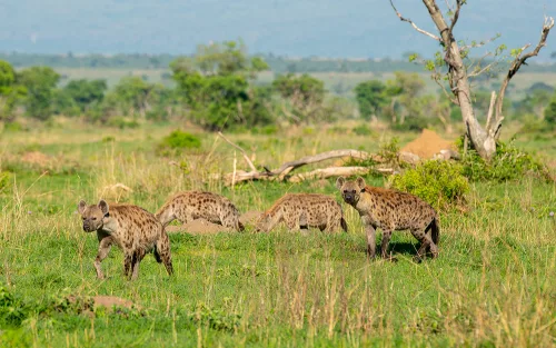 A pack of hyenas in Murchison Falls National Park