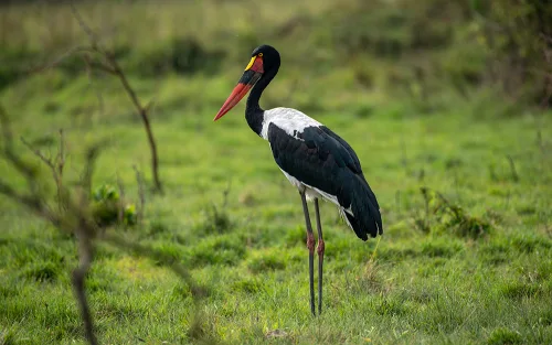 A saddle billed stork in Lake Mburo National Park