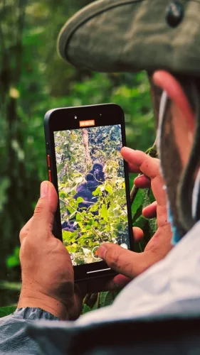 A tourist taking a photo of mountain gorillas in Bwindi