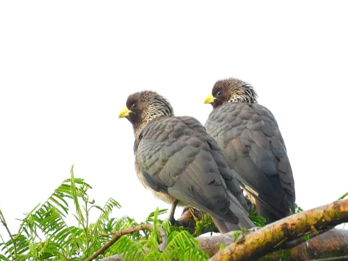 African olive pigeons in Kibale