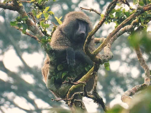 An olive baboon in a forest canopy