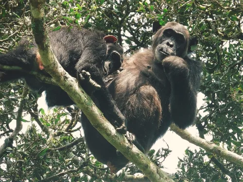 Chimpanzees in Kibale