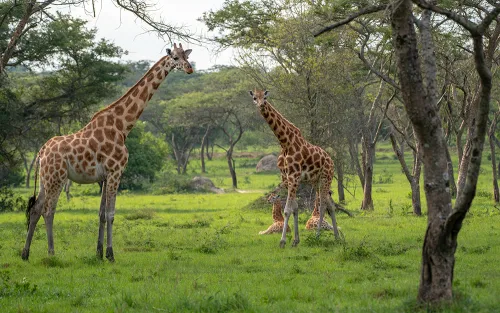 Giraffes in Lake Mburo NP