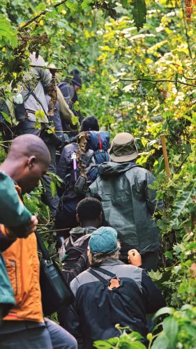Gorilla trekking in Bwindi (2)