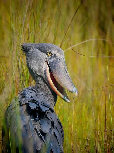 Shoebill stork in Mabamba swamp Uganda (1)