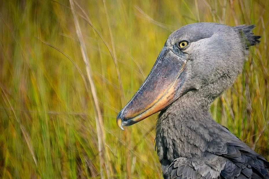 Shoebill stork in Mabamba swamp Uganda (2)