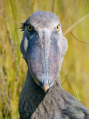 Shoebill stork in Mabamba swamp Uganda (3)