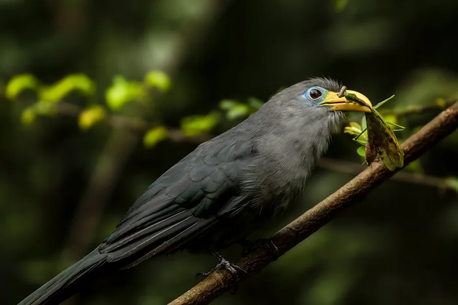 Yellow Bill ( Blue Makhoha ) Bird Uganda Safaris