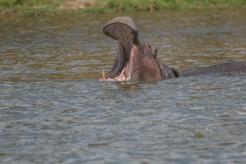A hippo