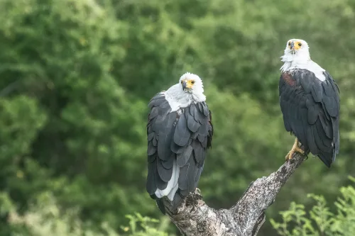 African Fish Eagles in Queen Elizabeth National Park