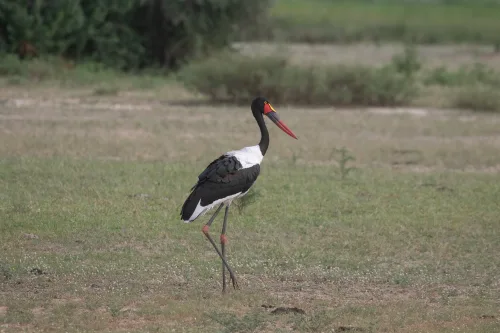 A saddle billed stork in Lake Mburo National Park